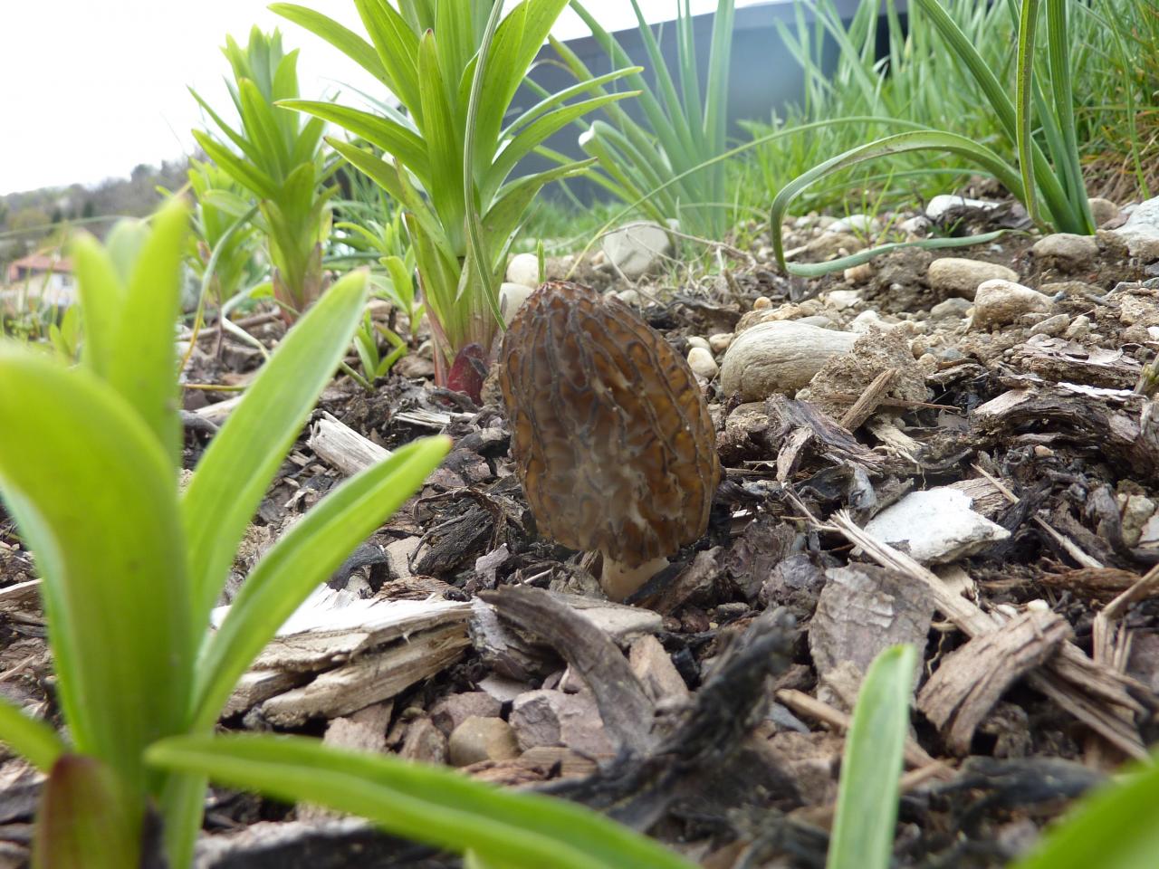 Une poussé de morille