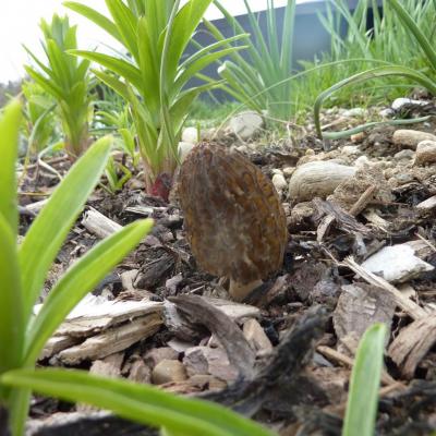 Les produits du potager