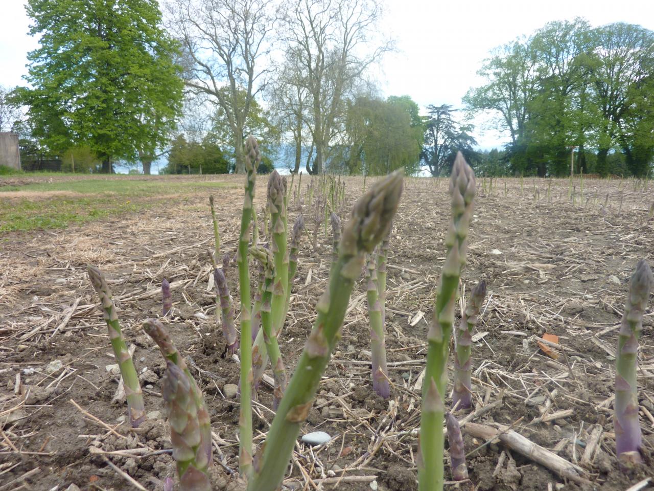 Champs d'asperges à Rolle