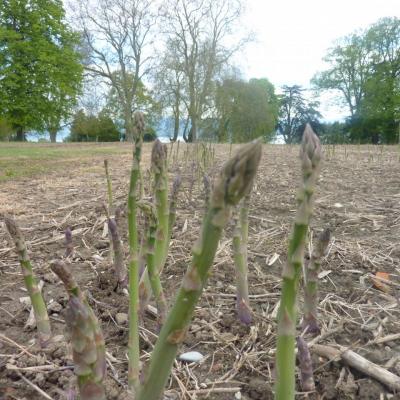 Champs d'asperges à Rolle