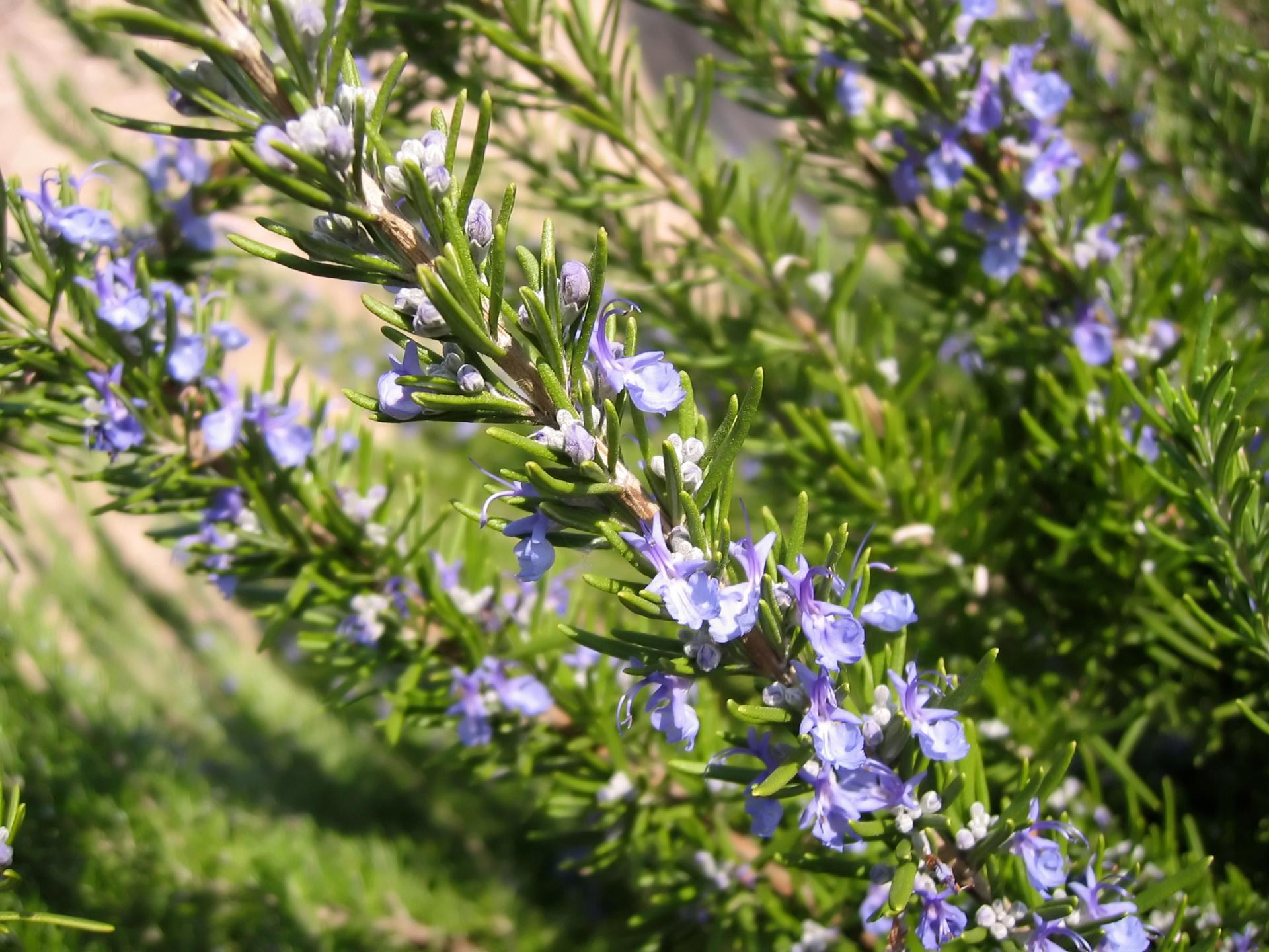 Romarin en fleur