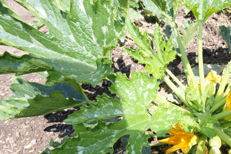 Les courgettes rondes seront bientôt prêtes