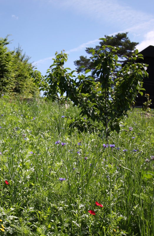 Prairie fleurie