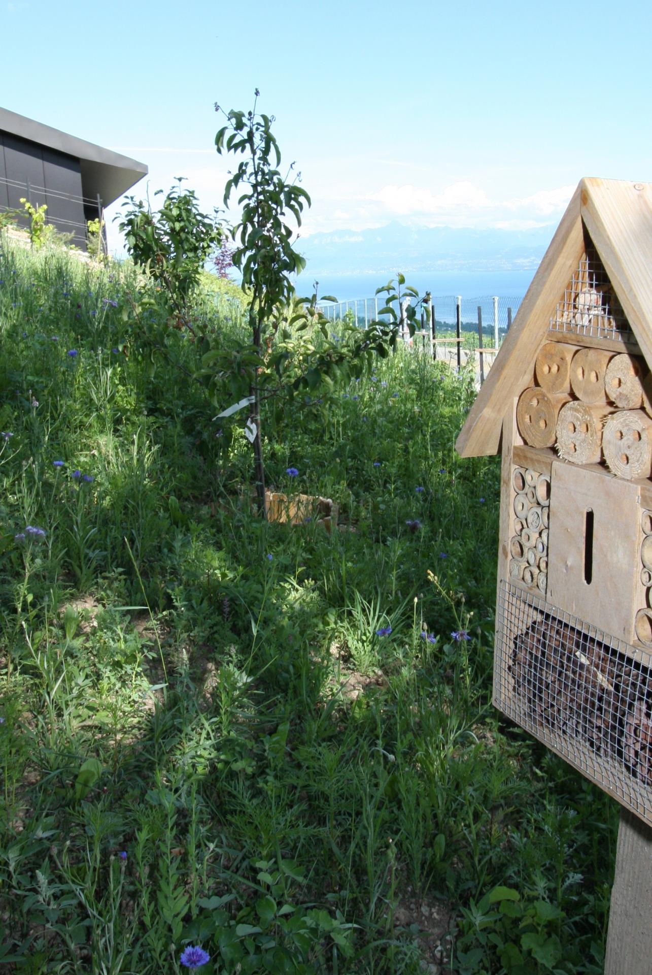 La maison des insectes